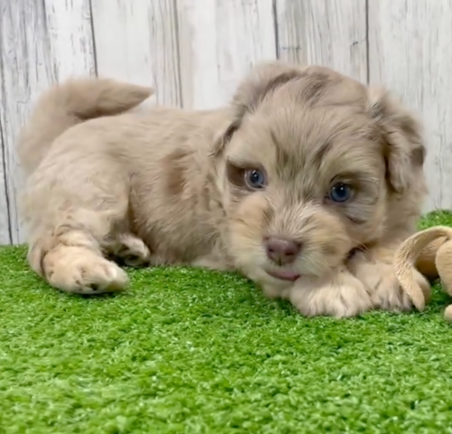 merle havapoo puppy with blue eyes sitting on a green carpet